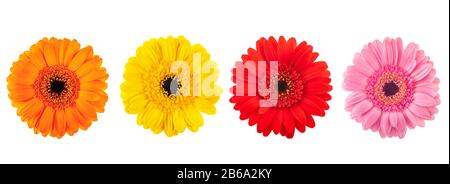 Des Gerberas fleurs chefs isolé sur fond blanc Banque D'Images