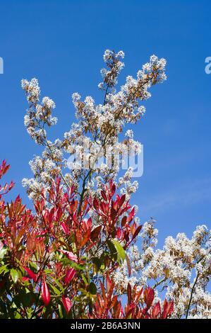 Fleur blanche surprenante d'Amelanchier lamarkii fleurit en avril contre un ciel bleu clair Banque D'Images