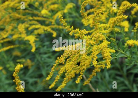 Petites fleurs jaunes couleurs d'automne gros plan herbe macro floraison couleurs vives arrière-plan Banque D'Images