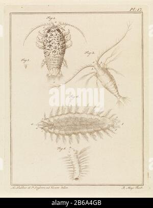 Agate slater, copépodes et créatures de vers à poils. Les figures 1 et 2 montrent un bug de sow d'agate pleine taille et agrandi. La figure 3 illustre un copépode. La figure 4 montre un ver à brosse et la figure 5 montre la larve d'un ver à brosse. Droite : Pl. 17. Imprimez un livre sur le pays et l'eau du pays et de l'étranger. Fabricant : print maker: Robbert Muys (indiqué sur l'objet) à dessin de: Martinus BIB (indiqué sur l'objet) à dessin de: P. Snijders (indiqué sur l'objet) lieu de fabrication: Rotterdam Date: 1778 Caractéristiques physiques: Gravure en matière brune: Papier technique: Gravure / mesures de couleur Banque D'Images