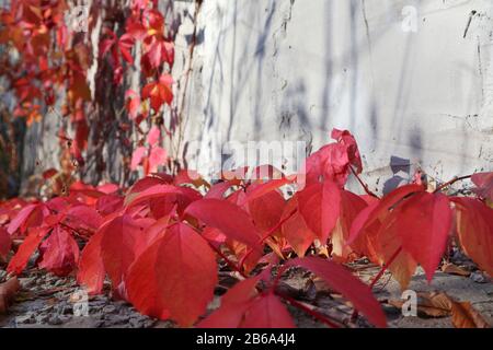 Feuilles d'automne de raisin rouge sur mur de béton fond lumière ensoleillée et ombre pop espace blanc gros plan automne image Banque D'Images