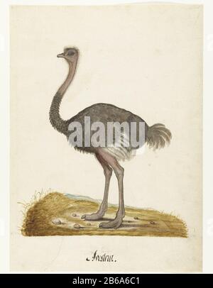 Album Leaf with an autruch Ostrich Avestruz (title object) Lombard album (series title) Ostrich (Struthio Camelus) Manufacture Vervaardiger: Rapporteur pour avis: Fabrication anonyme: Les Pays-Bas Date: 1550 - 1570 Caractéristiques physiques? : stylo en marron et noir, avec pinceau en couleur matériau: Encre papier technique: Pinceau / stylo Dimensions: H 293 mm (jeu) × W 202 mm (jeu) × h 425 mm × W 310 mm Explication feuille à partir de l'album 100 feuilles (?) dessins dieren. Sujet : Walker et oiseau coureur Banque D'Images