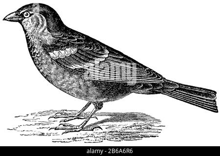 Maison sparrow, Passer domesticus, anonym (livre de zoologie, 1877) Banque D'Images