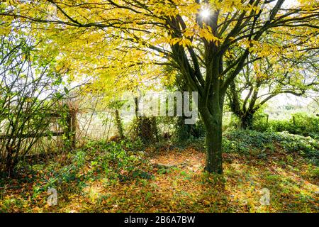 Un coin magique d'un jardin anglais en automne avec un Fagus sylvatica Asplenifolia dans le Wiltshire Angleterre Royaume-Uni Banque D'Images