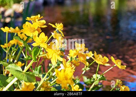 Marigold des marais gonflant par l'eau au printemps. Avec un arrière-plan flou. Banque D'Images