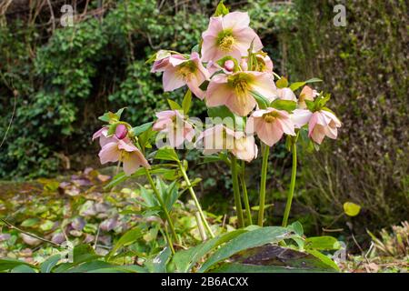 Groupe de fleurs roses fleuries de l'helleborus orientalis, aussi appelé lenzrose ou orientalische Nieswurz Banque D'Images