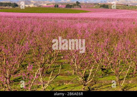 Champs fleuris de pêches à Aitona, Catalogne, Espagne. Lieu touristique pour prendre des photos et de belles promenades Banque D'Images