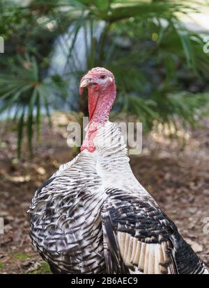 Dinde maison masculine (lat. Meleagris gallopavo) - Turquie. Espèces communes de volaille du groupe de poulets Banque D'Images