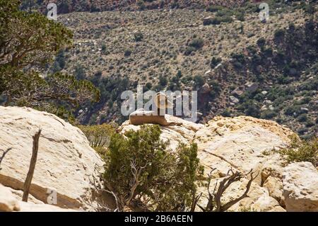 Des moutons de bigorn du désert ou Ovis canadensis sur une corniche de Rainbow Mountain dans l'aire de conservation nationale du Red Rock Canyon, près de Las Vegas Nevada Banque D'Images