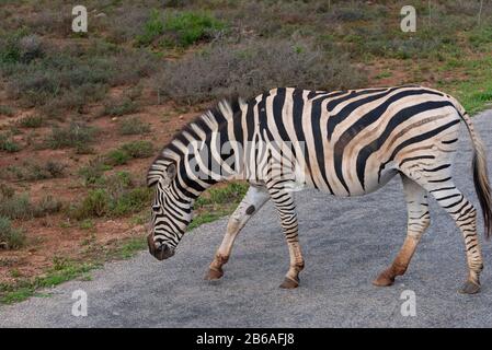 Burchells zébra (Equus quagga burchellii) en traversant une route dans le parc national Addo Elephant, le Cap oriental, l'Afrique du Sud, l'Afrique Banque D'Images