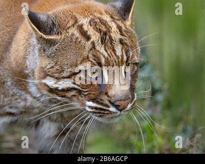 Portrait d'un chat asiatique doré Catopuma temminckii Banque D'Images