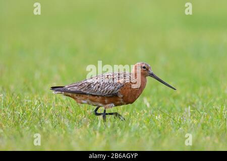 Le mâle de goyave à queue de bar (Limosa lapporica) dans la cueillette de plumage de reproduction dans les prairies / pré au printemps Banque D'Images