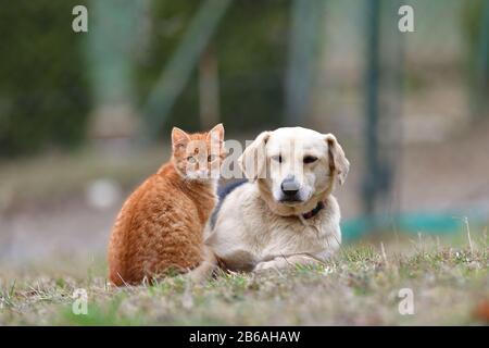 Chien domestique dormant sur l'herbe avec chat carroté comme meilleurs amis Banque D'Images