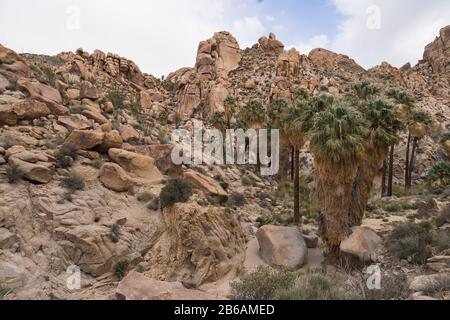 Lost Palms Oasis (Parc National Joshua Tree) Banque D'Images