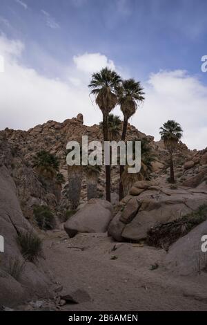 Lost Palms Oasis (Parc National Joshua Tree) Banque D'Images