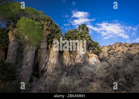 Lost Palms Oasis (Parc National Joshua Tree) Banque D'Images