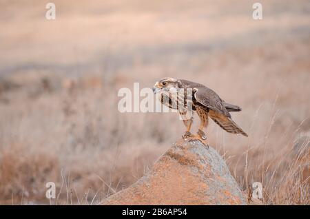 Un faucon de Lanner secouru (Falco biarmicus) sur une roche lors d'un spectacle d'oiseaux dans un centre d'oiseaux de proie en Afrique du Sud Banque D'Images