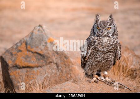 Un chouette africaine secourus (bubo africanus) perché sur un rocher à un spectacle d'oiseaux de proie, Afrique du Sud Banque D'Images