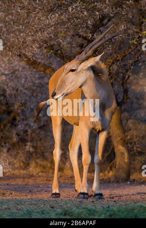 Un Eland solitaire (taurotragus oryx) debout dans le soleil doré de fin d'après-midi dans le bush. Réserve naturelle de Dikhololo, Afrique du Sud Banque D'Images