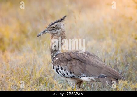 Un outarde Kori (ardeotis kori), un grand oiseau africain debout dans l'herbe dans le parc national Kruger, une réserve de gibier en Afrique du Sud. Banque D'Images