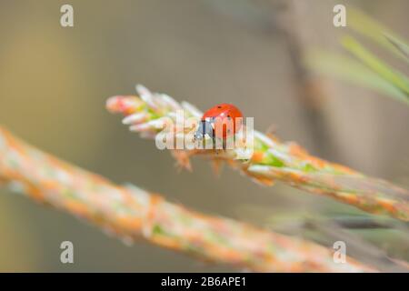 Coccinellidae (Red ladybug) assis sur une macro de pins Banque D'Images