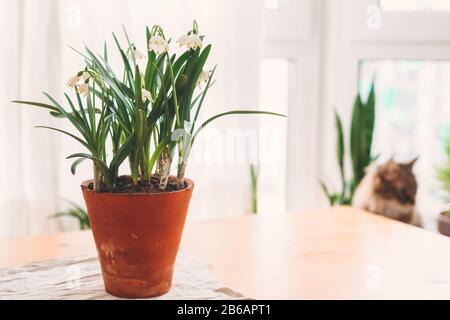 Fleurs printanières qui poussent dans des pots d'argile sur une table rustique sur fond de chat et de fenêtre. La vie rurale encore. Bonjour printemps. Flocon de neige de printemps de jardinage. Heureux Banque D'Images
