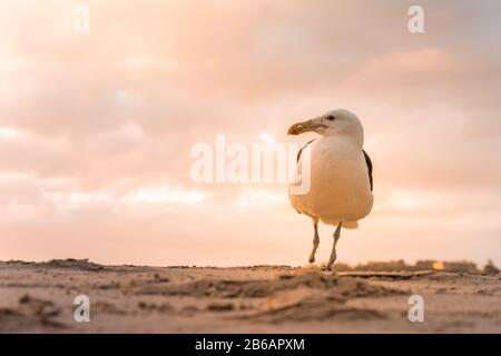 Un seul Kelp Gull (Larus Dominicanus) debout sur une jambe sur la plage de la baie de Plettenberg au coucher du soleil. Le Cap Occidental, Afrique Du Sud Banque D'Images