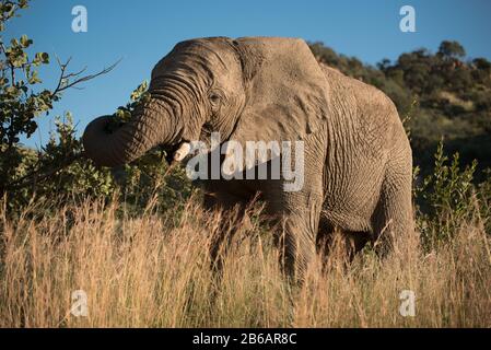 Un éléphant d'Afrique (Loxodonta africana) pacage au milieu des hautes herbes et arbustes du parc national de Pilansberg, Afrique du Sud Banque D'Images