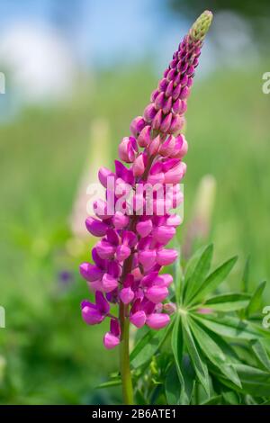 Arrière-plan vert des prés roses ou violets (Lupinus polyphyllus) Banque D'Images