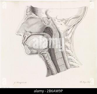 Anatomie de la section anatomique de la tête du hoofd. Fabricant : printmaker Robbert Muys (objet listé ) à dessin de: Gerard Sandifort (indiqué sur l'objet) Lieu de fabrication: Rotterdam Date: 1752 - 1825 Caractéristiques physiques: Gravure et engrafage: Technique du papier: Gravure / engrafage (impression) mesures: Feuille: H 259 mm (ci-dessus coupée) × b 285 mm Objet : physiologie et anatomie de la tête (interne) Banque D'Images