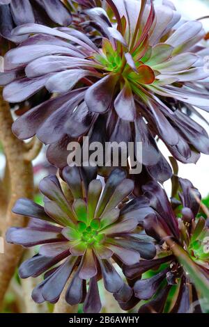 Un gros portrait d'une plante suce presque noire de l'Aeonium 'Zwartkop' en hiver en serre Banque D'Images