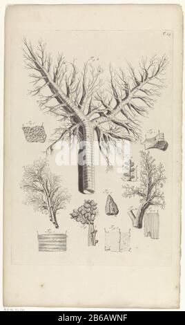Étude anatomique des branches des voies aériennes et étude anatomique alvéoli des branches des voies aériennes et des alvéoles . En haut à droite numéroté T. 25. Fabricant : print maker: Pieter of Grace In drawing: Gerard de Lairesse Éditeur: Veuve Joannes van Someren Éditeur: Hendrick and Dirk Tree City fabricación: Amsterdam Date: 1685 Caractéristiques physiques: Gravure et engraissement et point engrala matière: Technique paper: Gravure / engraissement ( impression process) mesures: Bord de la plaque b 320 mm × h 464 mmToelichtingBoekillustratie pour Bidloo, Godefridus. Anatomia humani corporis centum & quinque tabulations est per Banque D'Images