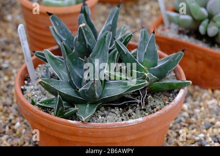 Agave victoriae-reginae dans un pot en terre cuite sur du gravier en serre en hiver Banque D'Images