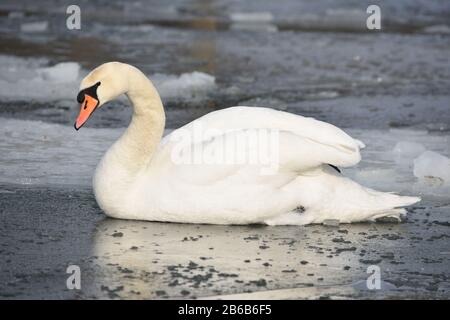 Magnifique cygne blanc muet nageant dans l'eau glacée Banque D'Images