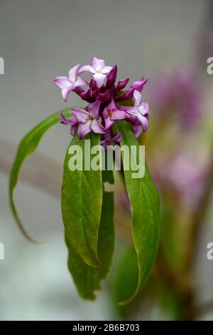 Daphne bholua Mary Rose, fleurs blanches roses, arbuste à fleurs fleuries d'hiver, parfum, parfumé, parfum, parfumé, odeur, fleur, arbustes, hiver, RM Floral Banque D'Images