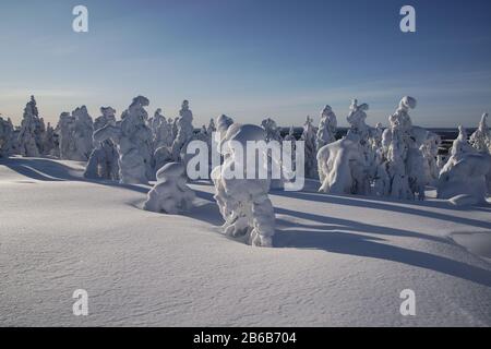 Les arbres enneigés de la Laponie, en Finlande, créent un magnifique paysage hivernal merveilleux. On les appelle des arbres à maïs-popcorn. Banque D'Images