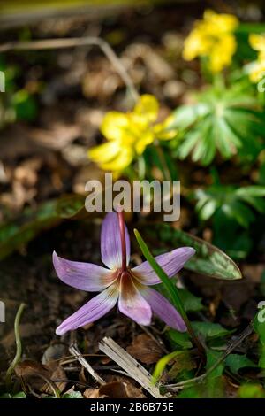 L'Erythronium revolutum knightshayes fauve,rose,violet,lily dogstooth,fleurs,fleurs,printemps,massif,DE,chiens,couleurs,dent,violet floral RM Banque D'Images