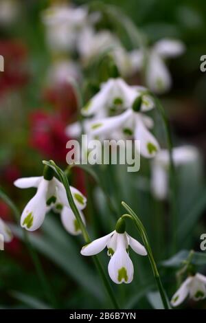 touffes de galanthus, chute de neige, gouttes de neige, printemps, fleur, fleurs, fleurs, jardin, jardins, RM floral, bonbon de neige en croissant Banque D'Images