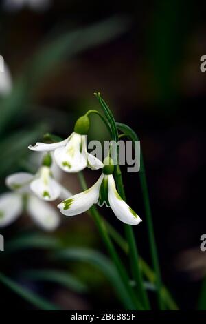 Galanthus Veronica Cross,chutes de neige virescent,chutes de neige,chutes de neige,printemps,fleur,fleurs,floraison,blanc,marquage vert,marquages,marqués,marque,RM Floral Banque D'Images