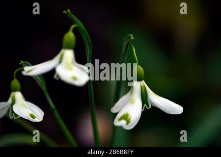 Galanthus Veronica Cross,chutes de neige virescent,chutes de neige,chutes de neige,printemps,fleur,fleurs,floraison,blanc,marquage vert,marquages,marqués,marque,RM Floral Banque D'Images