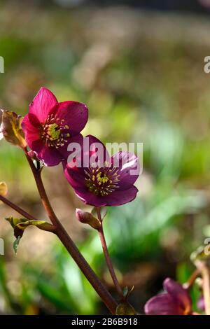 Helleborus Hgc Ice & Roses,fleurs rouges roses,fleurs rouges rosés,fleurs,fleurs,fleurs,jardin,jardins,RM Floral Banque D'Images