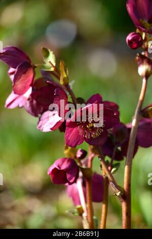 Helleborus Hgc Ice & Roses,fleurs rouges roses,fleurs rouges rosés,fleurs,fleurs,fleurs,jardin,jardins,RM Floral Banque D'Images