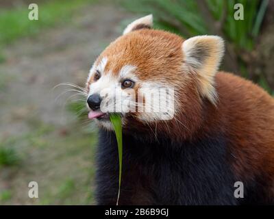 Petit panda Ailurus fulgens manger des feuilles de bambou Banque D'Images