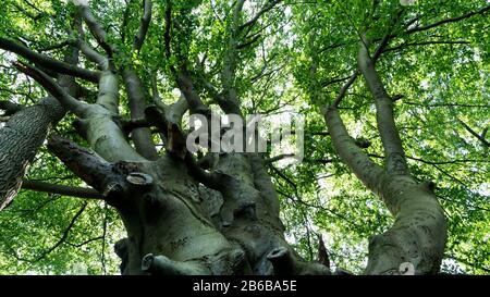 Tree Tops in forest Banque D'Images