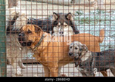 Chiens de différentes races derrière le treillis dans le refuge pour animaux. Banque D'Images