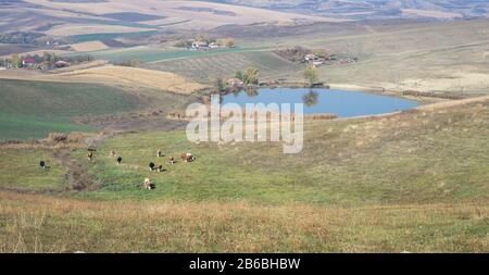 Scène paisible d'un petit lac et de bétail de pâturage en Transylvanie, en Europe de l'est Banque D'Images