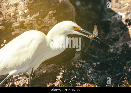 Egretta thula, l'aigrette neigeuse, est une proie dans ses beaks, réserve naturelle d'État de point Lobos, Carmel, Californie, États-Unis. Banque D'Images