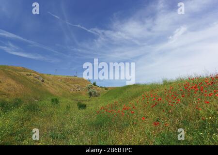 Steppes et collines de la péninsule de Crimée. Champ d'herbe et de pavot (lat. Papaver) Banque D'Images