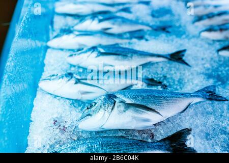 Poisson Dorado frais sur glace en vente Banque D'Images