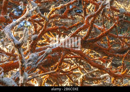 L'algue verte Trentepohlia aurea var. Polycarpa sur le tronc du cyprès de Monterey à la Réserve naturelle de l'État de point Lobos, Californie, États-Unis. Banque D'Images